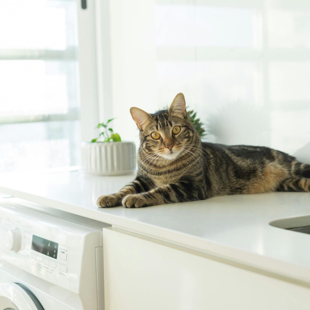 A Side View of A Cat Laying on Worktop in Kitchen Above Washing Machine
